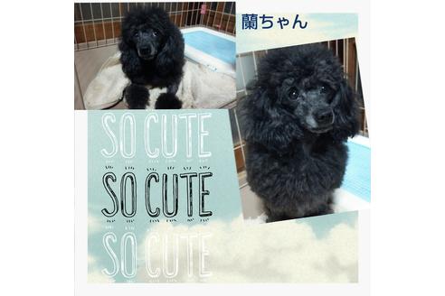 販売中のタイニープードルの親犬
