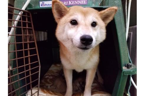 販売中の柴犬の親犬