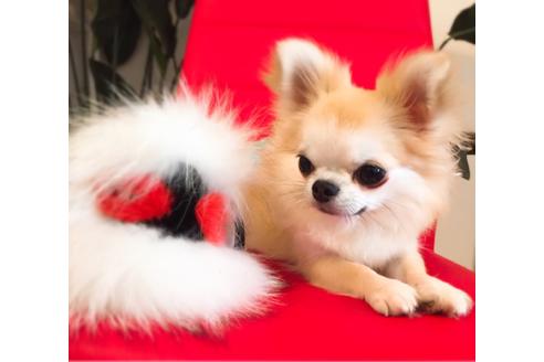 販売中のチワワ(ロングコート)の親犬