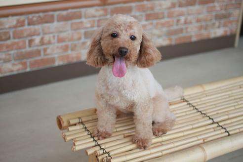 販売中のトイプードルの親犬