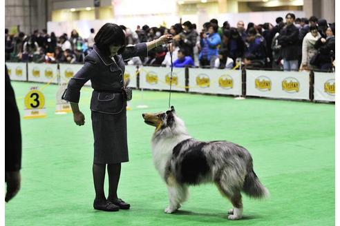 販売中のラフコリーの親犬
