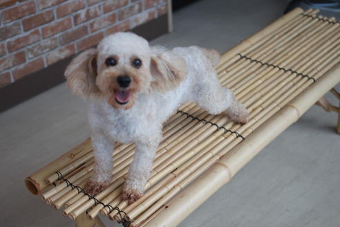 販売中のトイプードルの親犬