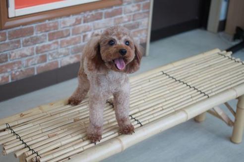 販売中のトイプードルの親犬