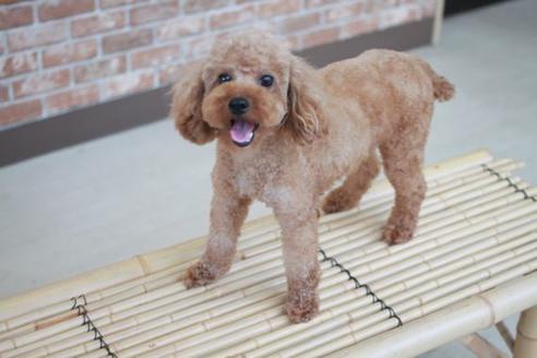 販売中のトイプードルの親犬