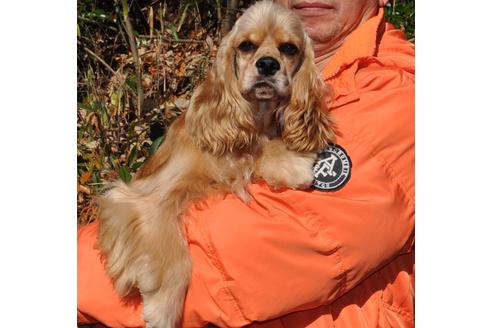 販売中のアメリカンコッカースパニエルの親犬