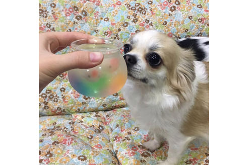 販売中のチワプー:チワワ×トイプードルの親犬