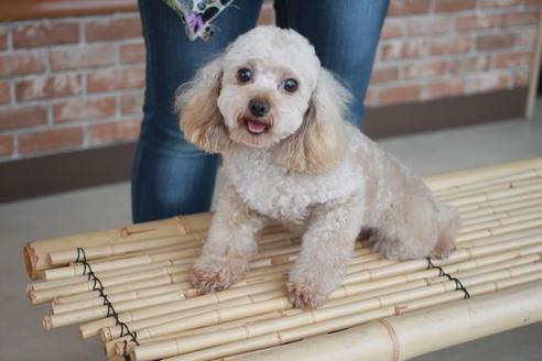 販売中のトイプードルの親犬