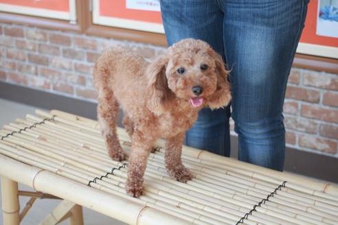 販売中のトイプードルの親犬