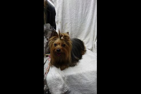 販売中のヨークシャーテリアの親犬