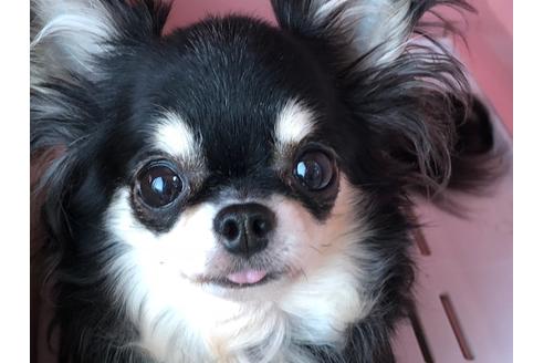 販売中のチワワ(ロングコート)の親犬