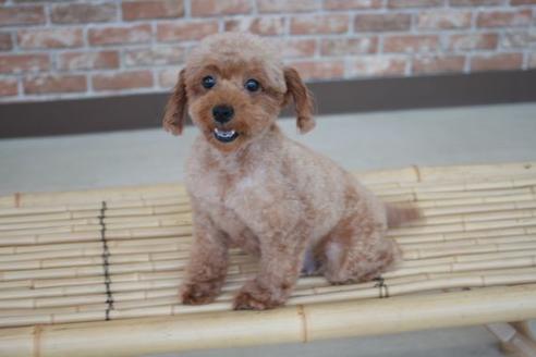 販売中のトイプードルの親犬