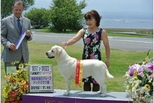 販売中のラブラドールレトリーバーの親犬