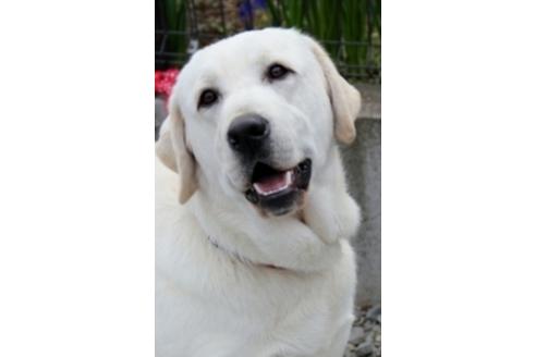 販売中のラブラドールレトリーバーの親犬