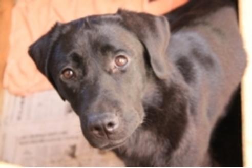販売中のラブラドールレトリーバーの親犬