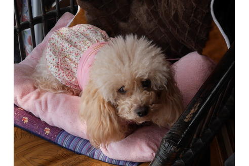 販売中のトイプードルの親犬