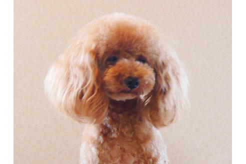 販売中のトイプードルの親犬