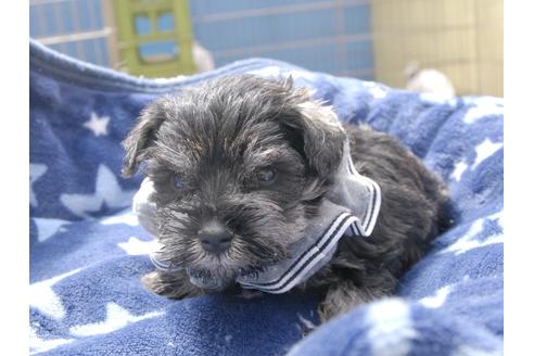 ミニチュアシュナウザーの子犬を探す（173ページ目
