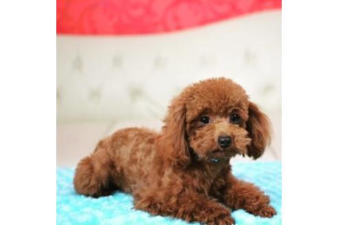 販売中のトイプードルの親犬