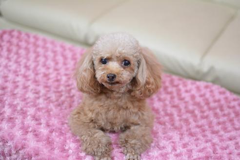 販売中のトイプードルの親犬