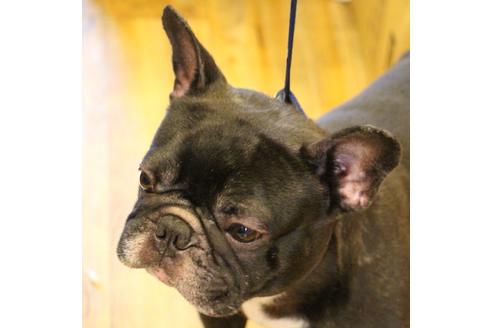 販売中のフレンチブルドッグの親犬