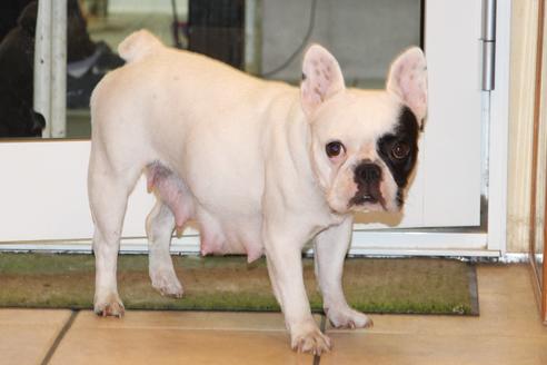 販売中のフレンチブルドッグの親犬