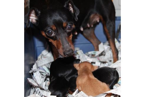 販売中のミニチュアピンシャー(ミニピン)の親犬