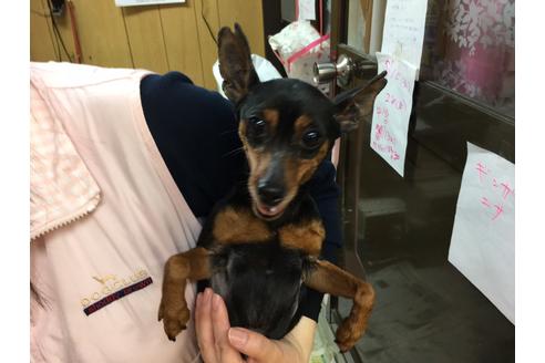 販売中のミニチュアピンシャー(ミニピン)の親犬