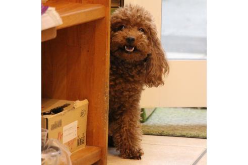 販売中のトイプードルの親犬