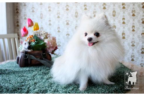 販売中のポメチワ:ポメラニアン×チワワの親犬