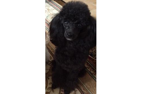 販売中のトイプードルの親犬
