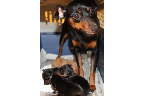 販売中のミニチュアピンシャー(ミニピン)の親犬