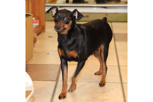 販売中のミニチュアピンシャー(ミニピン)の親犬