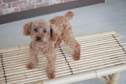 販売中のトイプードルの親犬