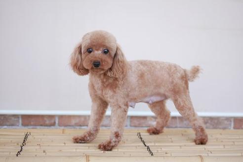 販売中のトイプードルの親犬