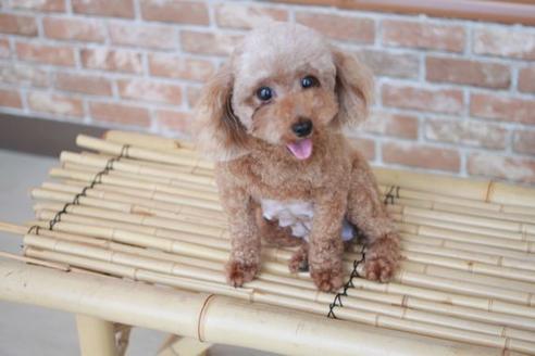 販売中のトイプードルの親犬