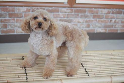 販売中のトイプードルの親犬