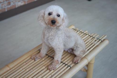 販売中のトイプードルの親犬