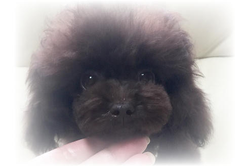 販売中のティーカッププードルの親犬