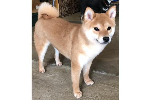 販売中の豆柴の親犬