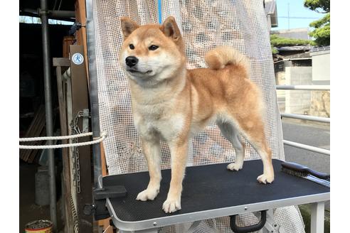 販売中の柴犬の親犬