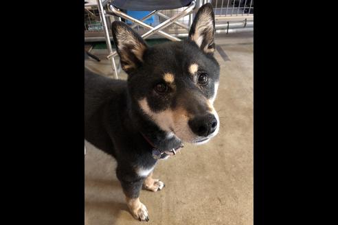 販売中の豆柴の親犬