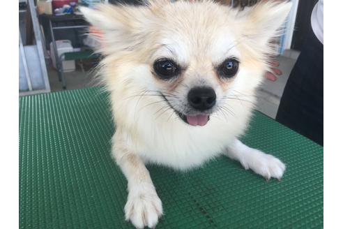 販売中のチワワ(ロングコート)の親犬