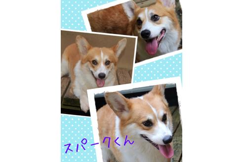 販売中のウェルシュコーギーペンブロークの親犬