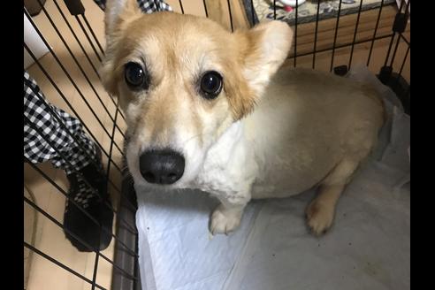 販売中のウェルシュコーギーペンブロークの親犬