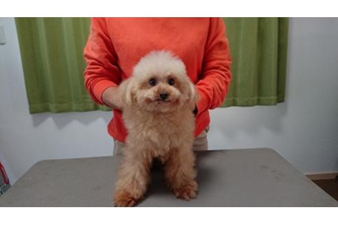 販売中のトイプードルの親犬