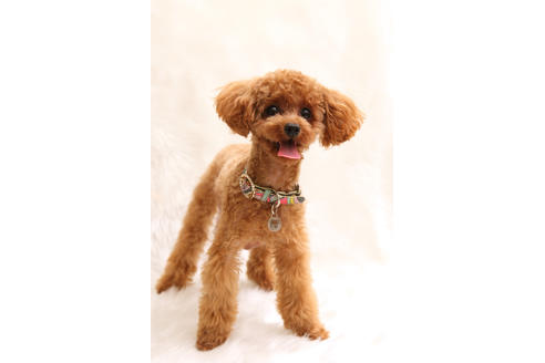 販売中のティーカッププードルの親犬