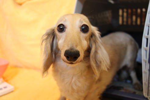 販売中のカニンヘンダックスフンド(ロングヘアード)の親犬