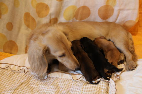 販売中のカニンヘンダックスフンド(ロングヘアード)の親犬