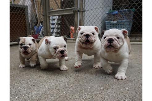 川端美奈ブリーダーの詳細