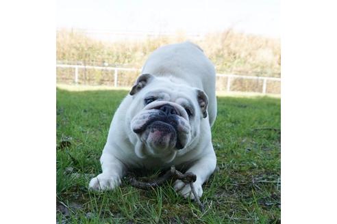 川端美奈ブリーダーの詳細